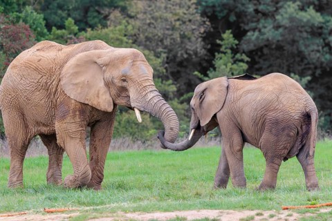 An adult female African elephant (Loxodonta africana) wrestles with her male calf on a meadow at