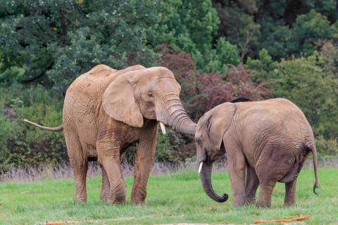 An adult female African elephant (Loxodonta africana) wrestles with her male calf on a meadow at
