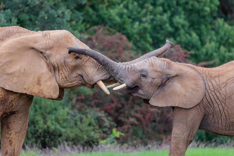 An adult female African elephant (Loxodonta africana) wrestles with her male calf on a meadow at