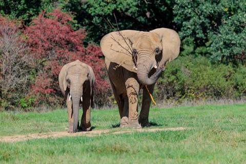 An elephant cow (Loxodonta africana) and her calf eating the bark off a branch. A forest can be