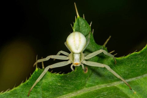 Goldenrod crab spider (Misumena vatia) sitting in wait on a thistle leaf, Baden-Württemberg,