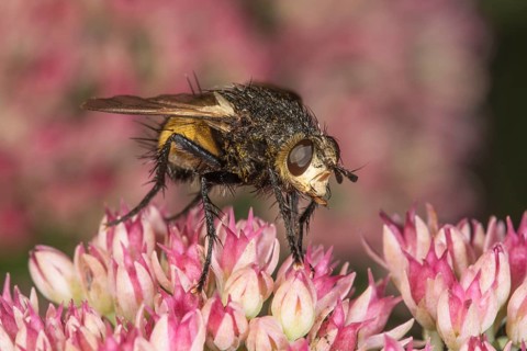 Black-legged bristle fly (Nowickia ferox) on a flower of stonecrop (Sedum telephium),