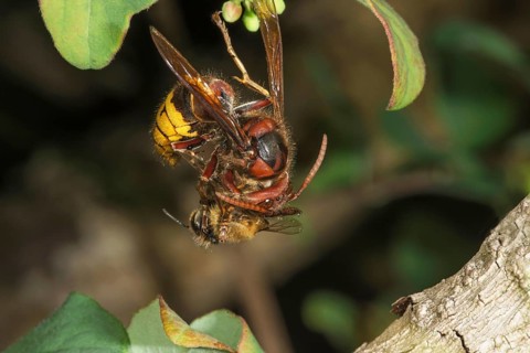 Hornet (Vespa crabro) and bee in a fight on a branch, Baden-Württemberg, Germany