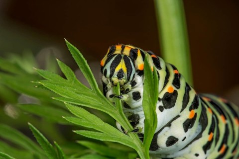 Swallowtail (Papilio machaon), caterpillar feeding on leaves of garden carrot (Daucus carota),