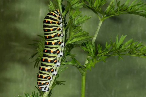Caterpillar of the swallowtail (Papilio machaon) on garden carrot (Daucus carota),