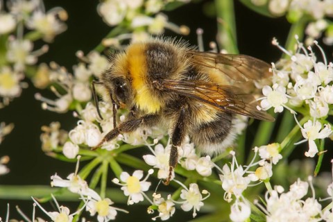 Brown-banded carder bee (Bombus muscorum) searching for nectar on white flowers of meadow hogweed