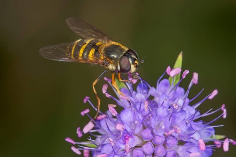 Hoverfly (Syrphidae sp.) sucking nectar from flower of meadow knapweed (Centaurea jacea),