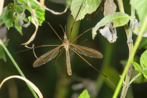 Long-legged cabbage snake (Tipula oleracea) between green plants, Baden-Württemberg, Germany