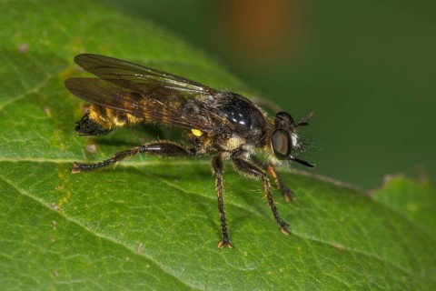 Robber fly (Choerades fimbriata) on a green leaf, Baden-Württemberg, Germany