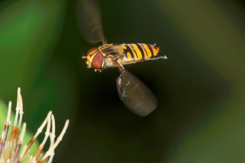 Winter hoverfly (Episyrphus balteatus) in flight in front of blurred background and cabbage