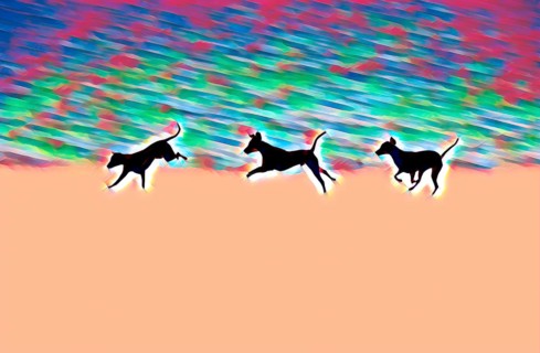 Doberman running fast and jumping in winter, Poller Wiesen, Rhine riverbanks, Cologne, North