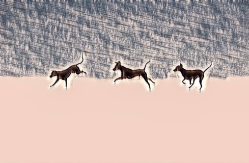 Doberman running fast and jumping in winter, Poller Wiesen, Rhine riverbanks, Cologne, North