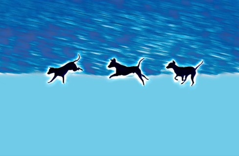 Doberman running fast and jumping in winter, Poller Wiesen, Rhine riverbanks, Cologne, North