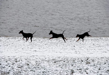 Doberman running fast and jumping in winter, Poller Wiesen, Rhine riverbanks, Cologne, North