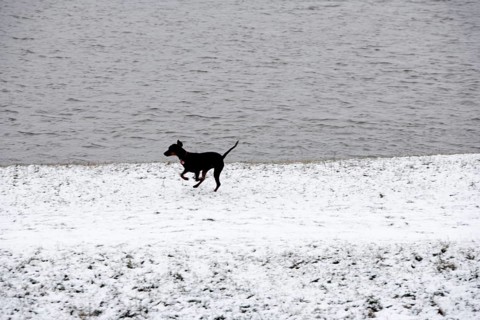 Doberman running fast and jumping in winter, Poller Wiesen, Rhine riverbanks, Cologne, North