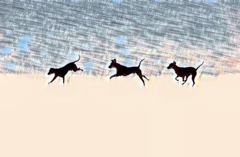 Doberman running fast and jumping in winter, Poller Wiesen, Rhine riverbanks, Cologne, North