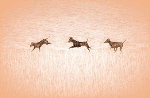 Doberman running fast and jumping in winter, Poller Wiesen, Rhine riverbanks, Cologne, North