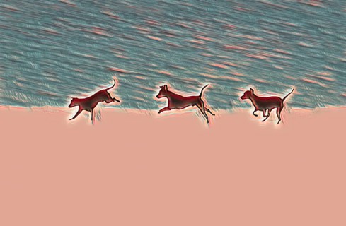 Doberman running fast and jumping in winter, Poller Wiesen, Rhine riverbanks, Cologne, North