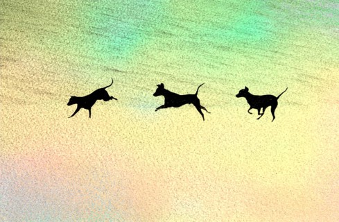 Doberman running fast and jumping in winter, Poller Wiesen, Rhine riverbanks, Cologne, North