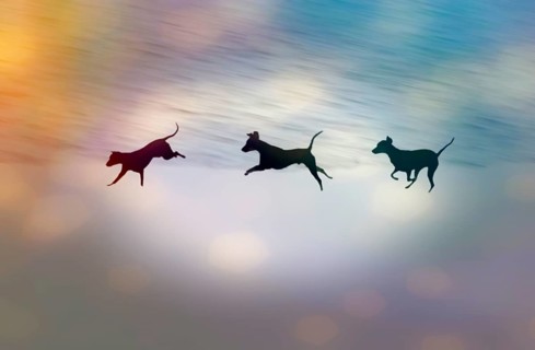 Doberman running fast and jumping in winter, Poller Wiesen, Rhine riverbanks, Cologne, North