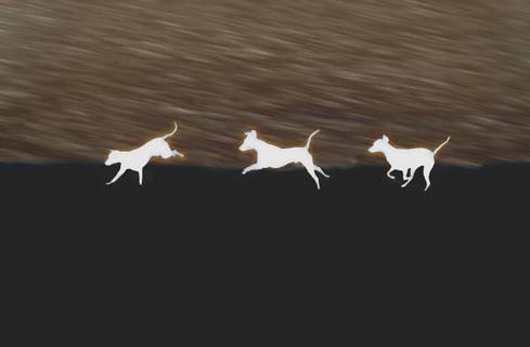 Doberman running fast and jumping in winter, Poller Wiesen, Rhine riverbanks, Cologne, North