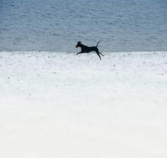 Doberman running fast and jumping in winter, Poller Wiesen, Rhine riverbanks, Cologne, North