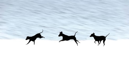 Doberman running fast and jumping in winter, Poller Wiesen, Rhine riverbanks, Cologne, North