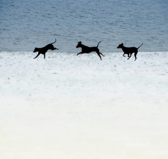 Doberman running fast and jumping in winter, Poller Wiesen, Rhine riverbanks, Cologne, North