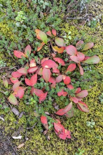 Bearberry (Arctostaphylos uva-ursi) in autumn leaves, Alaska, USA