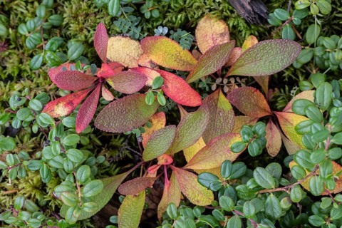 Bearberry (Arctostaphylos uva-ursi) in autumn leaves, Alaska, USA