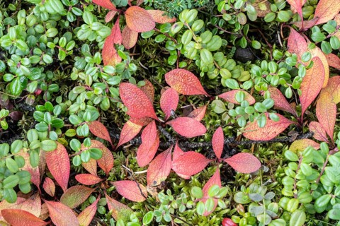 Bearberry (Arctostaphylos uva-ursi) in autumn leaves, Alaska, USA
