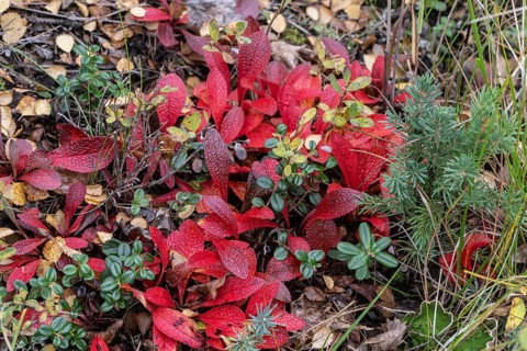 Bearberry (Arctostaphylos uva-ursi) in autumn leaves, Alaska, USA