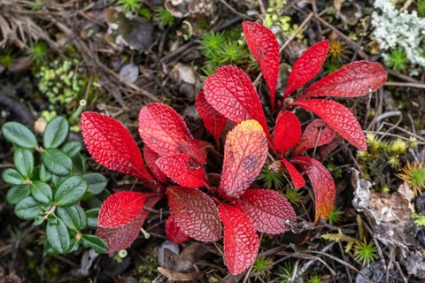 Bearberry (Arctostaphylos uva-ursi) in autumn leaves, Alaska, USA