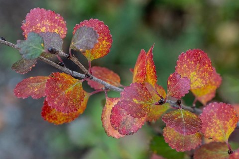 Dwarf birch (Betula nana) in autumn foliage, Alaska, USA