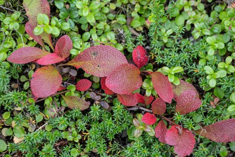 Bearberry (Arctostaphylos uva-ursi) in autumn leaves, Alaska, USA