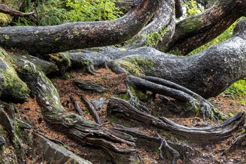 Tree trunks of Sitka spruce (Picea sitchensis), Juneau, Alaska, Canada