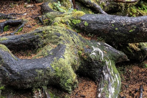Tree trunks of Sitka spruce (Picea sitchensis), Juneau, Alaska, Canada