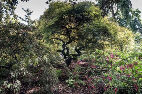 Japanese fan maple (Acer palmatum), Vancouver, Canada