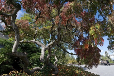 Japanese fan maple (Acer palmatum), Vancouver, Canada