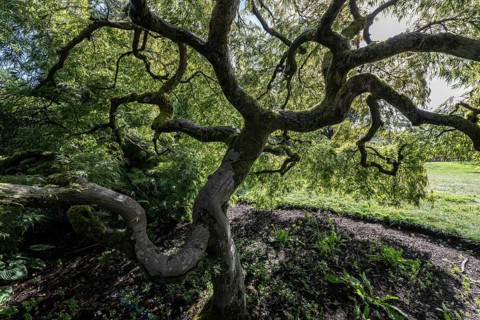 Japanese fan maple (Acer palmatum), Vancouver, Canada