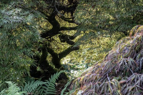 Japanese fan maple (Acer palmatum), Vancouver, Canada