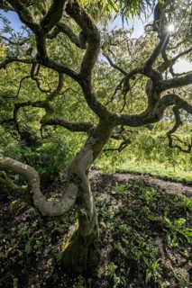 Japanese fan maple (Acer palmatum), Vancouver, Canada