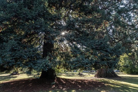 Coast redwood (Sequoia sempervirens), Vancouver, Canada