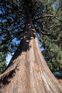 Giant arborvitae (Thuja plicata), Vancouver, Canada
