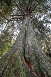 Giant arborvitae (Thuja plicata), Vancouver, Canada