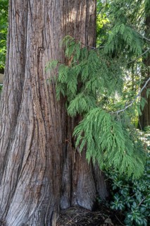 Giant arborvitae (Thuja plicata), Vancouver, Canada