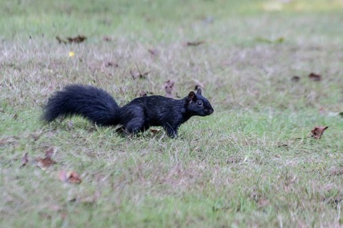 Grey squirrel (Sciurus caroliniensis), Vancouver, Canada
