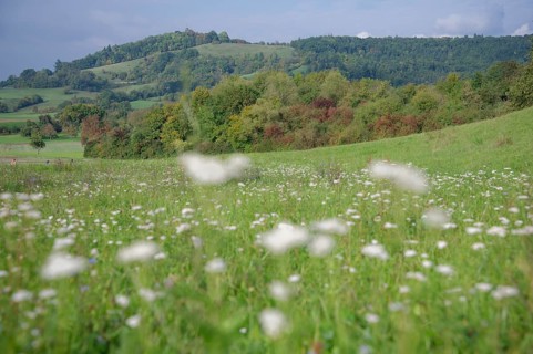 Flower meadow at the foot of the Einkorn, Hausberg, Schwäbisch Hall, Hohenlohe, Germany