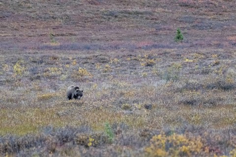 Brown bear, grizzly (Ursus arctos) in the autumn tundra, Denali National Park, Alaska, USA