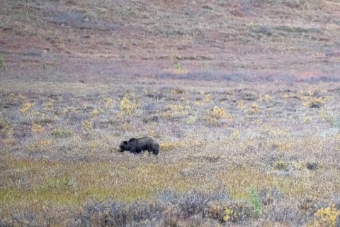 Brown bear, grizzly (Ursus arctos) in the autumn tundra, Denali National Park, Alaska, USA